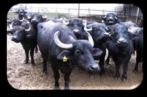 Anaç Sığır ve Manda Yetiştiriciliği Desteklemesi Herhangi bir yetiştirici/üretici örgüte üye olan, TÜRKVET veya E-Islah sistemlerine kayıt yaptıran üreticilerimize hayvan başına destekleme