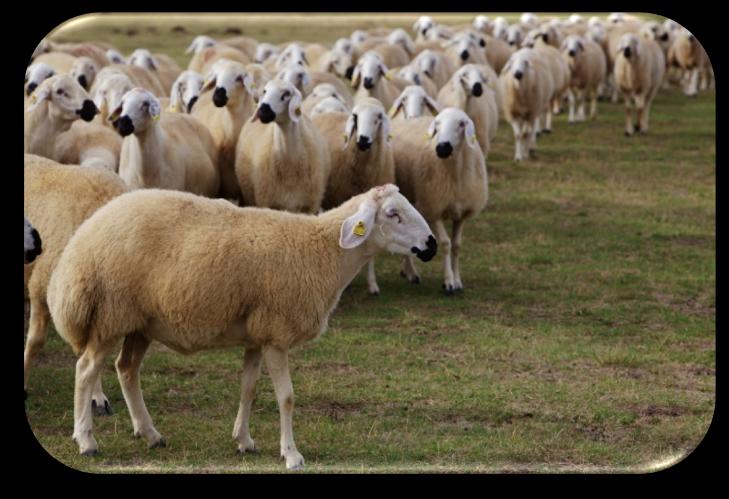 Anaç Koyun-Keçi Yetiştiriciliği Desteklemesi Damızlık Koyun-Keçi Yetiştiriciliği Birliğine üye, en az 25 baş hayvanı olan, Rev-1 aşısını yaptıran ve en az 15 aylık olmak koşuluyla küpesi