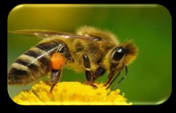 Bombus Arı Desteği Sağlıklı ve güvenilir ürünler elde edilmesi, insan ve hayvan sağlığının ve yerli hayvan gen kaynaklarının korunması amacıyla