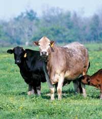 Çiftlik hayvanlarına etkileri Çiftlik hayvanlarında evcil hayvanların et, süt ve yumurtalarında ilaç artıklarının olması tüketicilere dolaylı yoldan etki