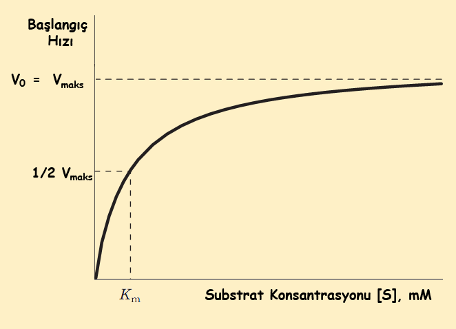 [E0], başlangıçtaki toplam enzim konsantrasyonu ve reaksiyonun herhangi bir anındaki enzim konsantrasyonu [E] ise, [E] = [E0] [ES] olur.