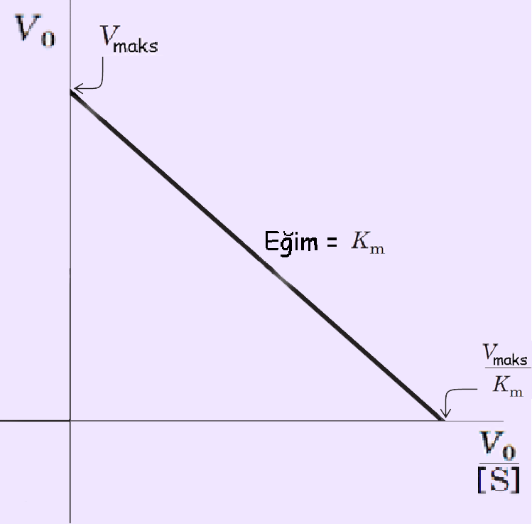 dönüştürülebilir. Y eksenine 1/V0, X eksenine de 1/[S] değerleri yerleştirilerek çizilen grafikte elde edilen doğrunun eğimi Km/Vmaks a ve Y eksenini kesen nokta 1/Vmaks a eşit olur.