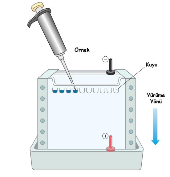 Örneklerin yüklenmesi: Protein örneklerinin konsantrasyonları 3 µg/µl olacak şekilde hesaplanır ve gerekli seyreltmeler PAGE yükleme tamponu ile yapılır.