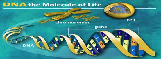 * DNA eşlenirken iki ana zincir korunur. Birbirinden ayrılan bu iki zincirin karşısına ortamdaki nükleotidlerden iki yeni zincir oluşturulur.