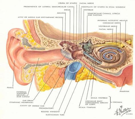 Kulak-Burun-Boğaz (KBB) hastalıklarında kulak, burun, boğaz ve baş boyun muayenesi bir bütündür. Herhangi birinde meydana gelen rahatsızlık kolayca diğerlerine de yayılabilir. Araş. Gör.