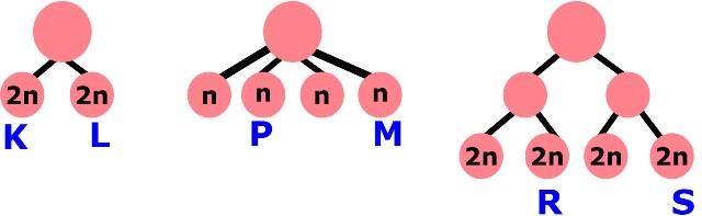 13. 16.Mayoz bölünme hangi özelliği ile mitoz bölünmeye benzer? Yukarıda aynı canlıya ait 2n=30 kromozomlu üç hücrenin geçirdiği bölünmeler sonucunda oluşan K,L,P,M,R ve S hücreleri verilmiştir.