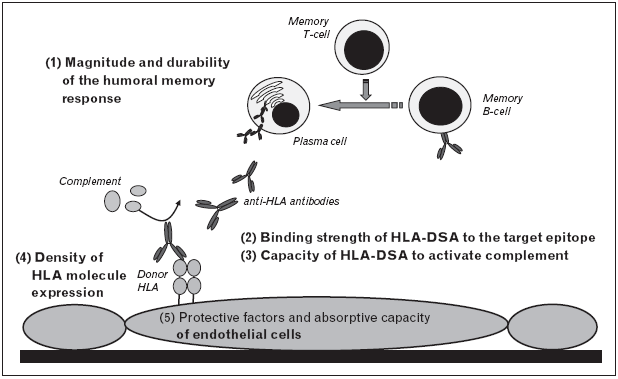 Donöre özgü HLA antikorlarının klinik etkilerini değiştirebilecek potansiyel patojenik faktörler Humoral hafıza yanıtının büyüklüğü ve devamlılığı Kompleman Hafıza T-hücresi Plazma hücresi