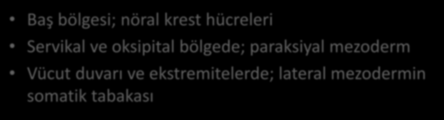 Kasların Biçimlenmesi Myoblastların içine göç ettikleri mezenşimal doku kasları biçimlendirecek olan bağ dokusunun kaynağını oluşturur.