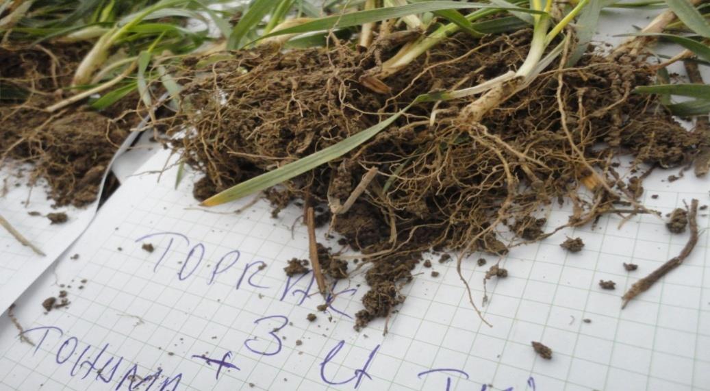 Buğdaya TKİ-Hümas ın Etkisi-3 Sekonder kökler İç Anadolu da buğdayda sekonder kök oluşumu Nisan da başlar Sekonder kökler Sekonder kökler