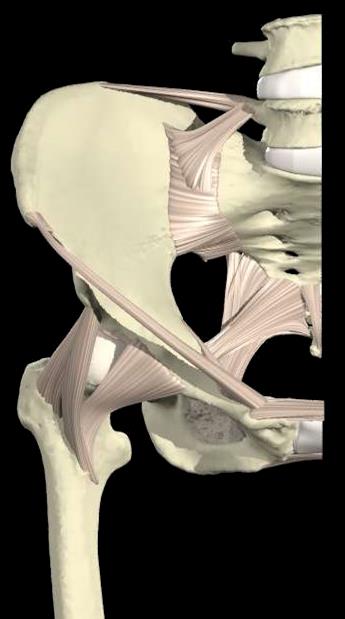 Pelvik Rotasyonel Stabilite İliolumbar ligament