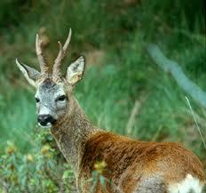 (alageyik, fallow deer, yabani koyun, karaca ve spanish ibex) toplanan kan serum