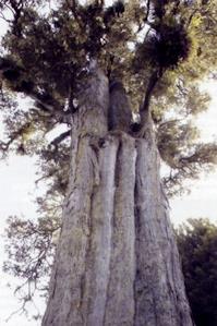 Totarol Totarol Yeni Zelanda da bulunan 800 yıllık Totara Ağacının kalbinden türetilen bir doğal aktif maddedir.