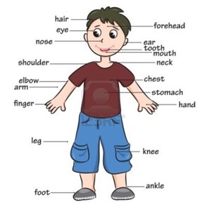 ENGLISH BULLETIN Dear Parents, Our theme for this month for age 5-6 was My Body & Clothes & Weather.