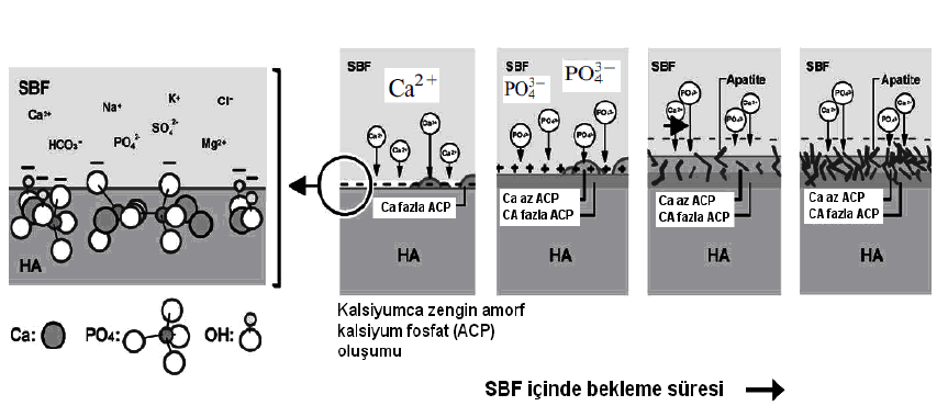 SBF içerisine daldırılan malzemeler üzerinde belirli şartlar altında apatit oluştuğu bilinmektedir. Şekil 2.9 SBF içerisinde apatit oluşumunu göstermektedir.