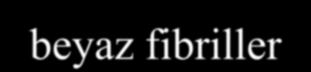 Hızlı kasılan (Fast Twitch-FT) fibriller = hızlı glikolitik fibriller = beyaz fibriller = Tip II fibriller Motor nöronları kalındır ve 300 800 fibril uyarır.