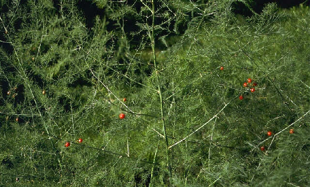 officinalis in sebze olarak kullanıldığı, Asparagus palaestinus Baker ın dallarının Doğu Anadolu da pazarlarda süs bitkisi olarak satıldığı bilinmektedir (Baytop, 2007).
