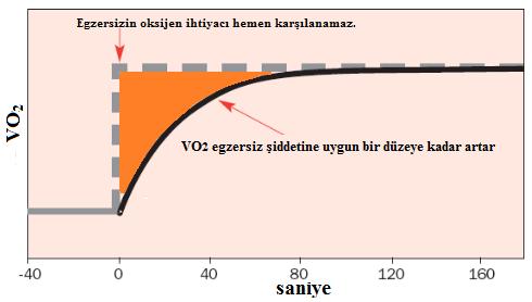 Kalp Atım Hacmi (ml/atım) SV (ml) SV (ml) 20.04.2014 Sabit yüklü submaksimal egzersizin (65-75% VO2maks) 10 15.