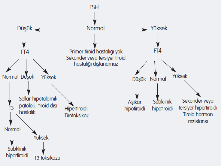 TSH düzeylerine