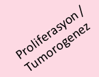 Kanser Kök Hücresi Normal kök hücrelerle benzer özelliklere sahip Kendini yenileme Birçok hücreye farklılaşma Tümör oluşturma yeteneği Belli bir kanser içinde bulunan her tür hücreye