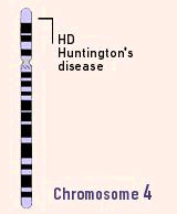1983 Bir hastalığa neden olan gen ilk kez tanımlandı.