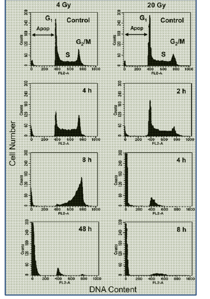SBRT ve Redistribution HL-60 hücrelerine 4 ve 20Gy RT sonrası ölçümleri 4Gy: Geç S ve G2