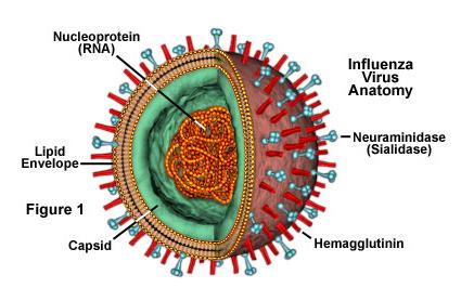 Zarf üzerinde yer alan iki önemli glikoproteinden birisi olan hemaglutinin (HA), konak hücre yüzeyindeki sialik asit reseptörlerine bağlanmadan,