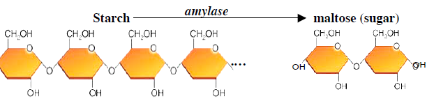Amilaz Enzimi hakkında bilgi Aşağıdaki şekilde gösterilmiş olan reaksiyonu amilaz enzimi katalizler.