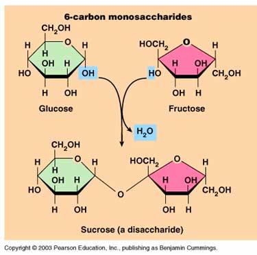 Karbonhidratlar Disakkaritler: iki monomer