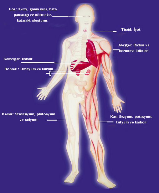 Radyason Vücuttaki Radyoaktivite Karaciger: Kobalt Akaciger: Radon ve yanürünleri Kemik: Stronsiyum Plütonyum ve