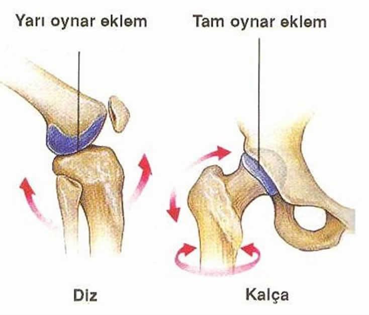 Omurgaya bel kemiği de denilmektedir. 4. Kollar ve bacaklar: Çoğunlukla uzun kemiklerden oluşmuştur. Kollar ve bacaklar gövdeye kemik köprülerle bağlanmıştır. Aralarında tam oynar eklem vardır.