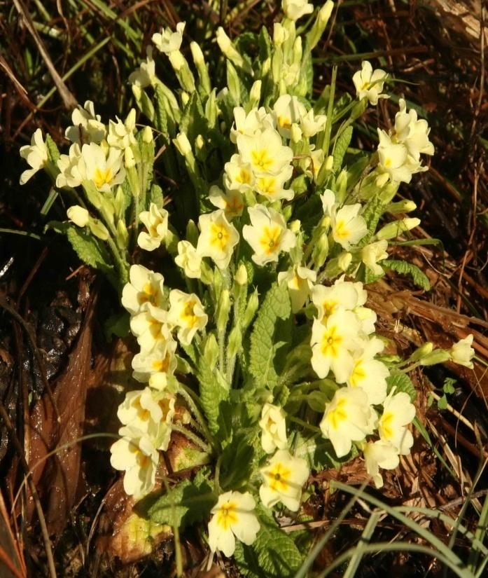 Crocus baytopiorum Çiğdem Fritillaria pinardi Ters Lale