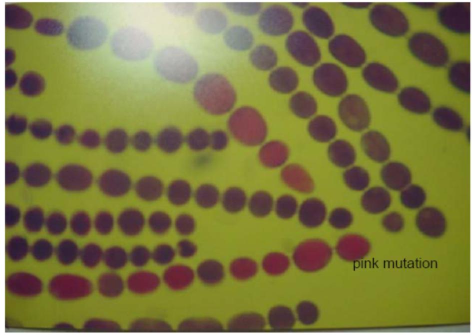 Stamen tüyü analizinde somatik resesif mutasyonların varlığı, pembe renkli mitotik hücrelerin oluşumu