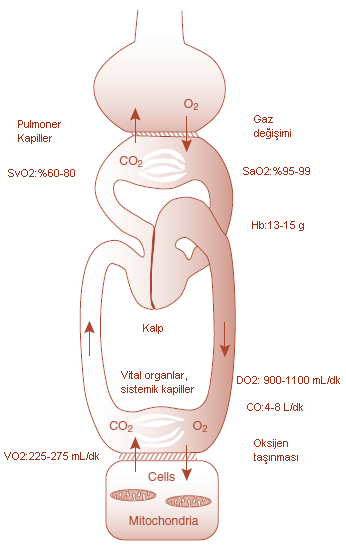 OKSİJEN TAŞINMA SİSTEMİ Physiology and