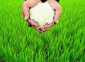 Pirinç : Ülkemiz pirincinin yarıdan fazlası bu bölgeden elde