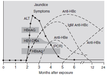 Hepatit B serolojisi; akut Sarılık