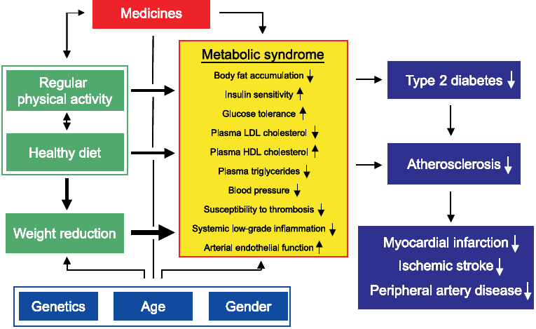 Fiziksel Aktivite ve Metabolik