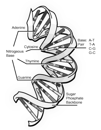 22 Kimyasal olarak DNA, nükleotit olarak adlandırılan basit birimlerden oluşan iki uzun polimerden oluşur.