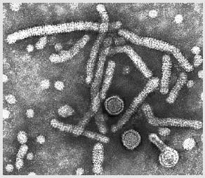 Standardize testler mevcut Enfekte hepatosit sayısının azalması HBV enfeksiyonunun kontrolünün göstergesidir 1. Blumberg JAMA 1965; 2.