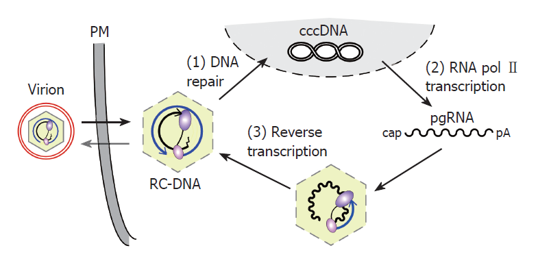 - Ġnkomplet ÇĠ DNA nükleusta cccdna - nükleusta cccdna viral pregenomik RNA - nükleokapsid içinde revers transkripsiyon ssdna