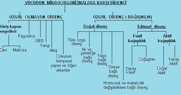 Şekil 2.2: Vücudun mikroorganizmalara karşı direnç şeması Bağışıklık oluşturmak için vücuda çok az miktarda antijen verilmesine bağışıklama veya immunizasyon denir.