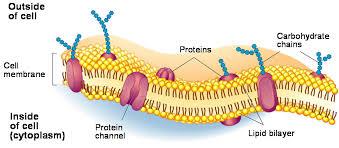 Hücre (Membran) Zarı; Stoplazmik hücre zarı, Seçici geçirgen, İçte ve dışta protein (%65), Ortada lipid (%35) katmanı,