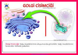 Golgi kompleksi (Camillo Golgi); Çoğu ökaryatik hücrede, Proteinlerin hedef noktalara gitmeden önce