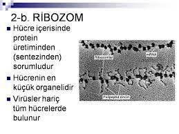 Ribozom; Protein ve (rrna),