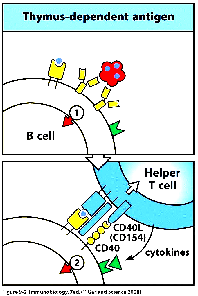 Ag in Tanınması Lenfosit Aktivasyonu 4 T&B etkileşiminde basamaklar : - Ag, spesifik B-hücrelerce tanınır ve internalize edilir (1.