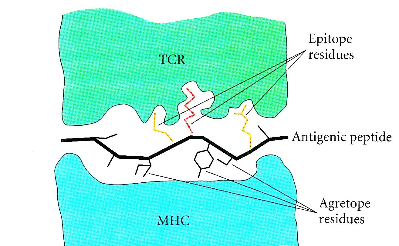 Temel Tanımlar 2 Epitop / Antijenik Determinant Antijenin, TCR / Ab bağlama bölgeleri ile