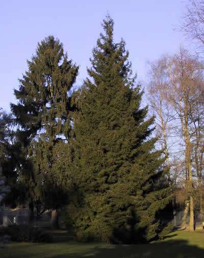 Picea