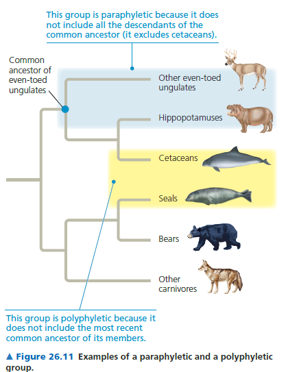 3.Paylaşılan karakterler filogenetik ağaçların oluşturulmasında kullanılır (Devam). Parafilatik ve polifilatik gruplar arasındaki fark kabaca şöyle özetlenebilir.