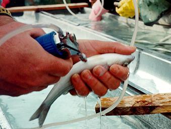 yok edilmesi, sterilizasyon AŞI 1-4 gram arasında balıklarda; banyo yöntemi 15 g dan