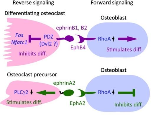 ephrinb2-ephb4 ephrinb2-ephb4 aracılı sinyalizasyon c- fos ve NFATc1 transkripsiyonel kaskatlarını bloke ederek osteoklast farklılaşmasını inhibe etmektedir.