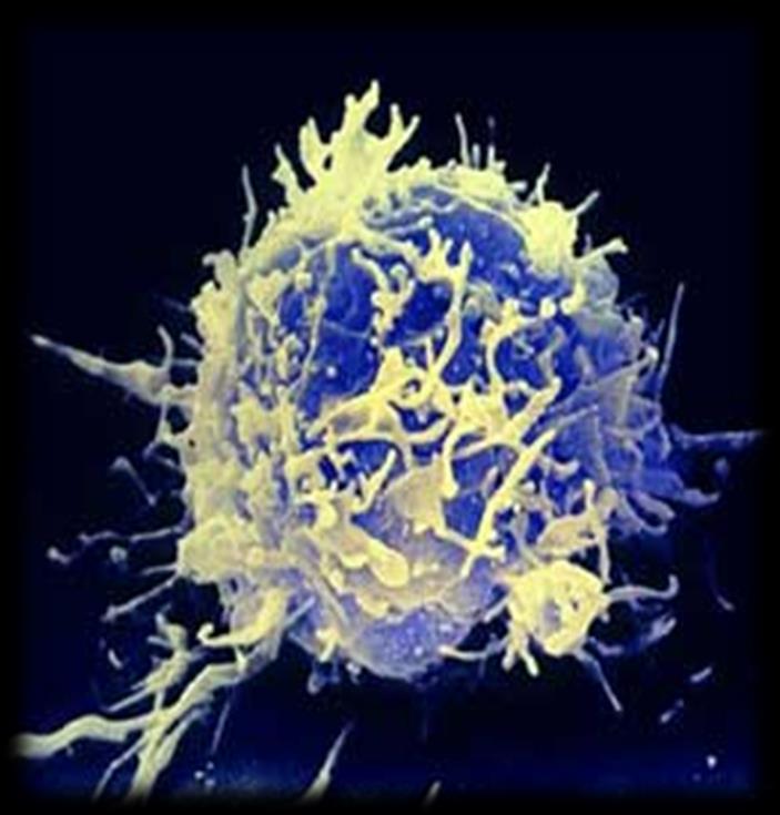 T-Hücreleri RANKL, aktive T hücrelerinde eksprese olabilmekte ve osteoklast öncü hücreler üzerine direkt etki göstererek osteoklast farklılaşmasını indükleyebilmektedir.